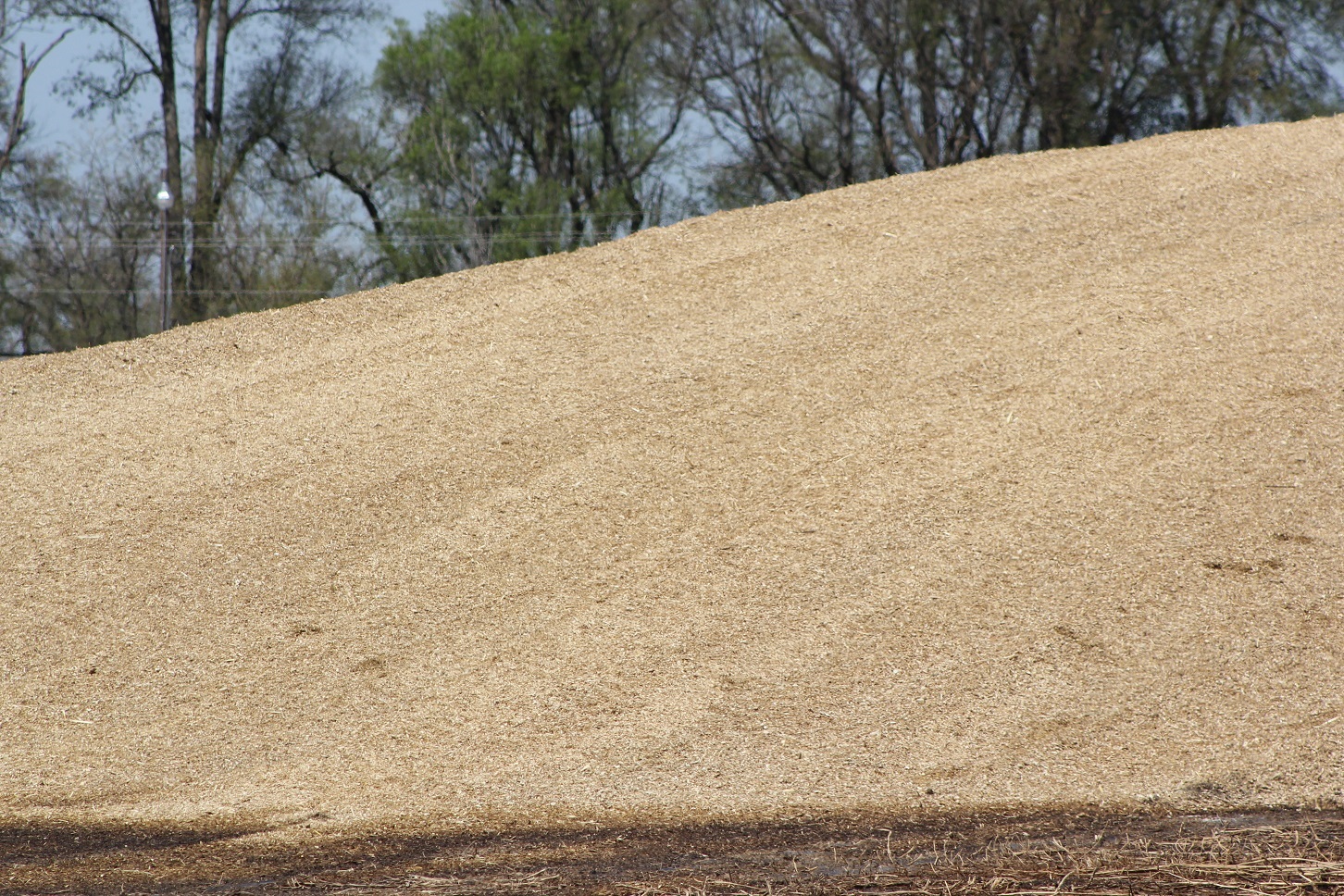 how-does-corn-silage-compare-with-sugar-beet-pulp-in-growing-calf